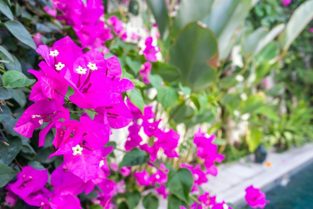 Villa Pippa Seminyak Rom bilde